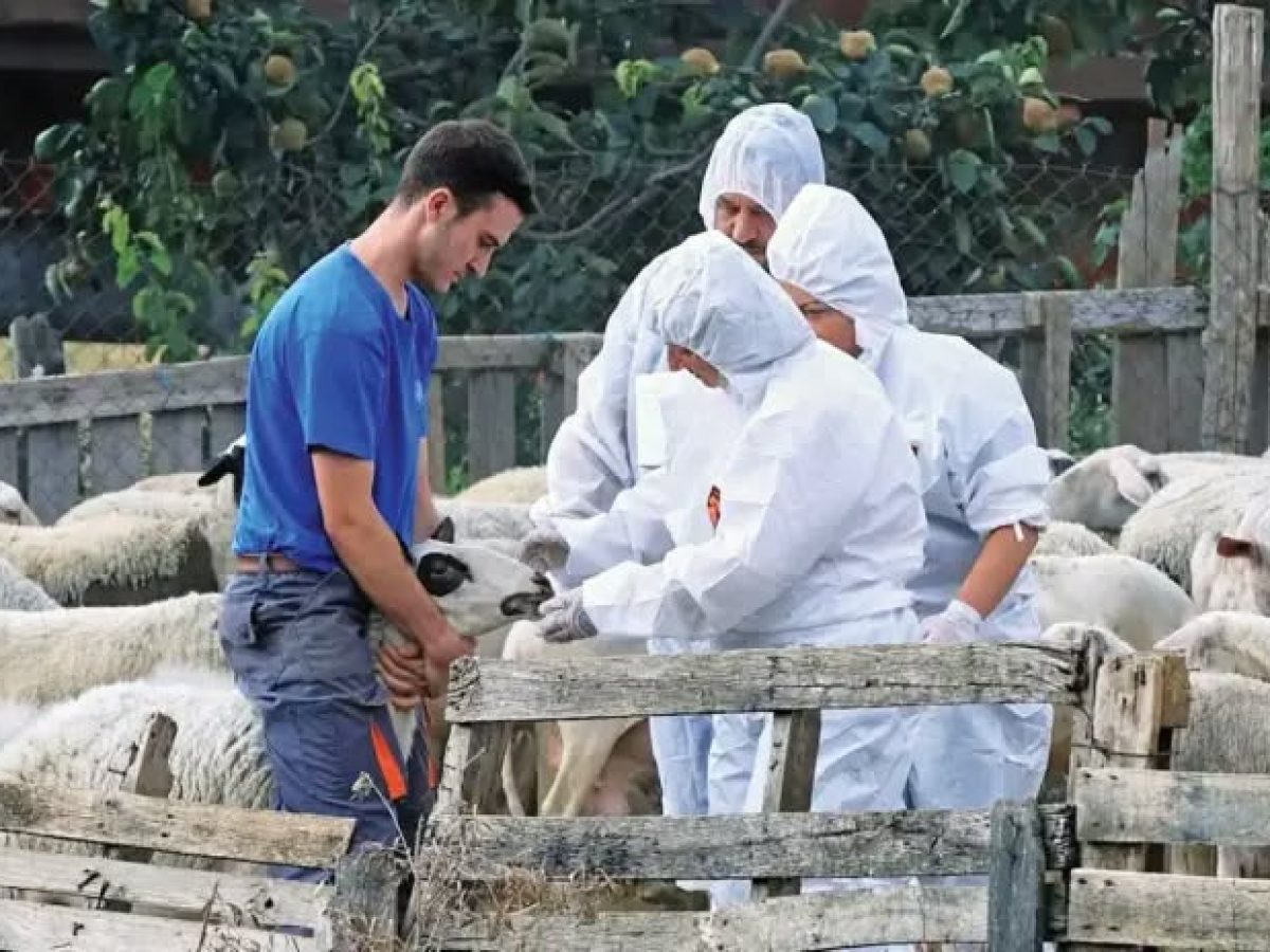 ΞΥΠΝΗΣΑΝ:Η Περιφ.Βορ.Αιγαίου θα προσλάβει κτηνιάτρους