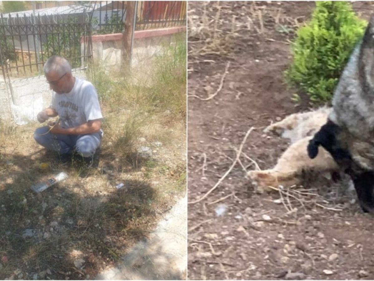 Άλιμος: Πίσω από τις γρίλιες της απανθρωπιάς  – «Τον ακούγαμε να ουρλιάζει και δεν μας άφηναν να τον σώσουμε»