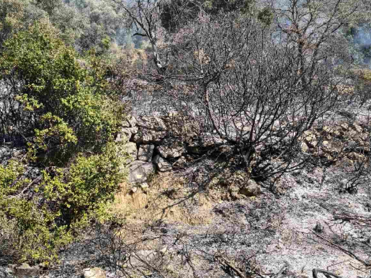 Άμεση επέμβαση της Πυροσβεστικής στη Μαμουλάδα Ναυπακτίας: Υπό έλεγχο η φωτιά πριν επεκταθεί