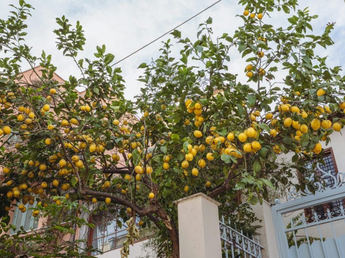 Άνδρας έπεσε από δέντρο και τραυματίστηκε σοβαρά στην Εύβοια