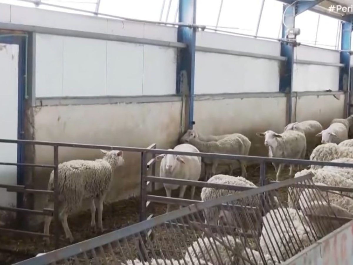 Άρση της καραντίνας ζητούν οι κτηνοτρόφοι στην Π.Ε. Κοζάνης