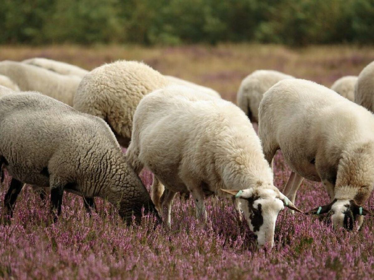 Αγανάκτηση κτηνοτρόφων για την παράταση των περιοριστικών μέτρων έως τις 30 Ιουνίου