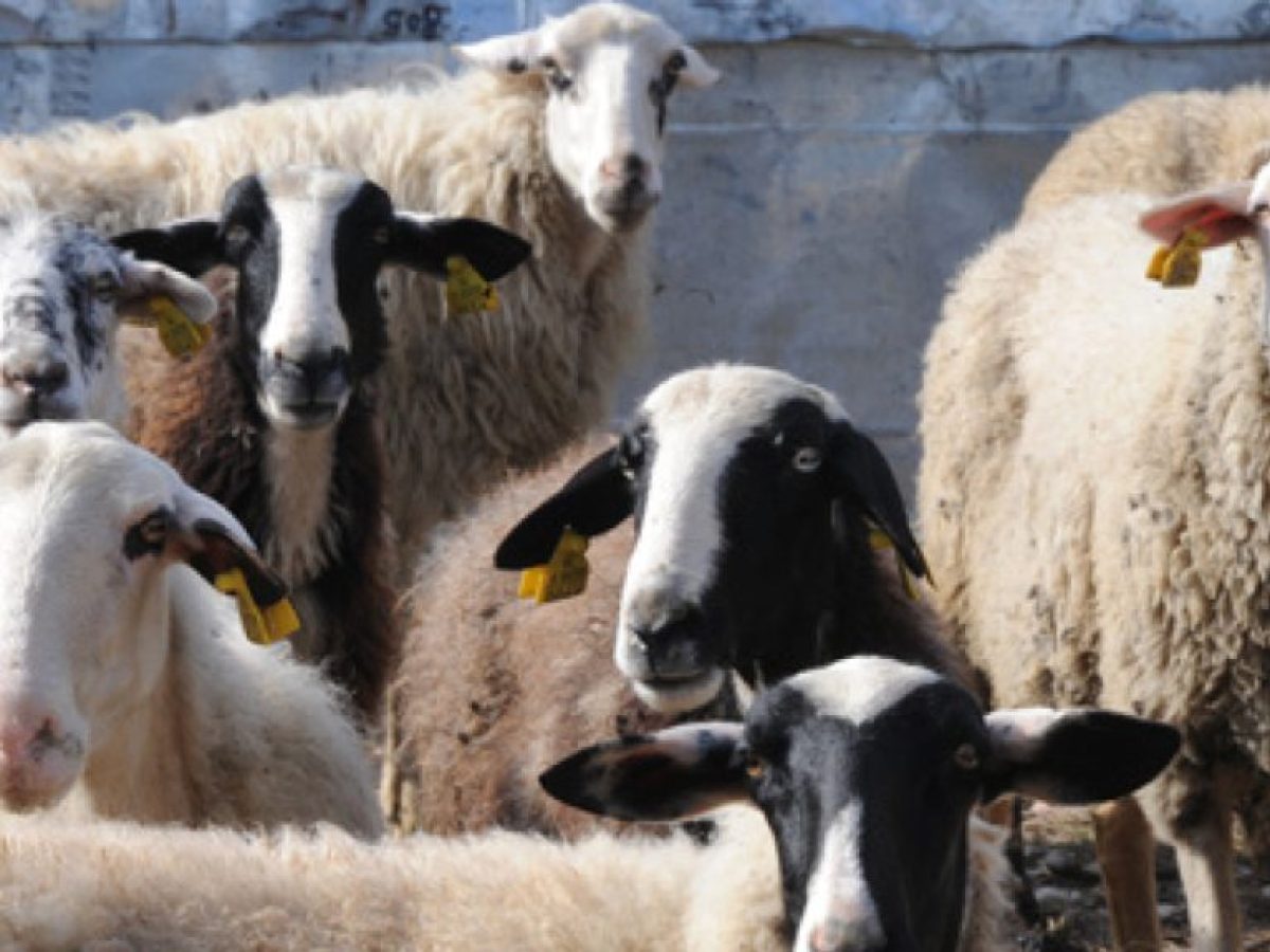 Αγρίνιο: Προφυλακίστηκαν πέντε για ζωοκλοπές  – Κατηγορίες για εγκληματική οργάνωση και παράνομη διακίνηση κρέατος