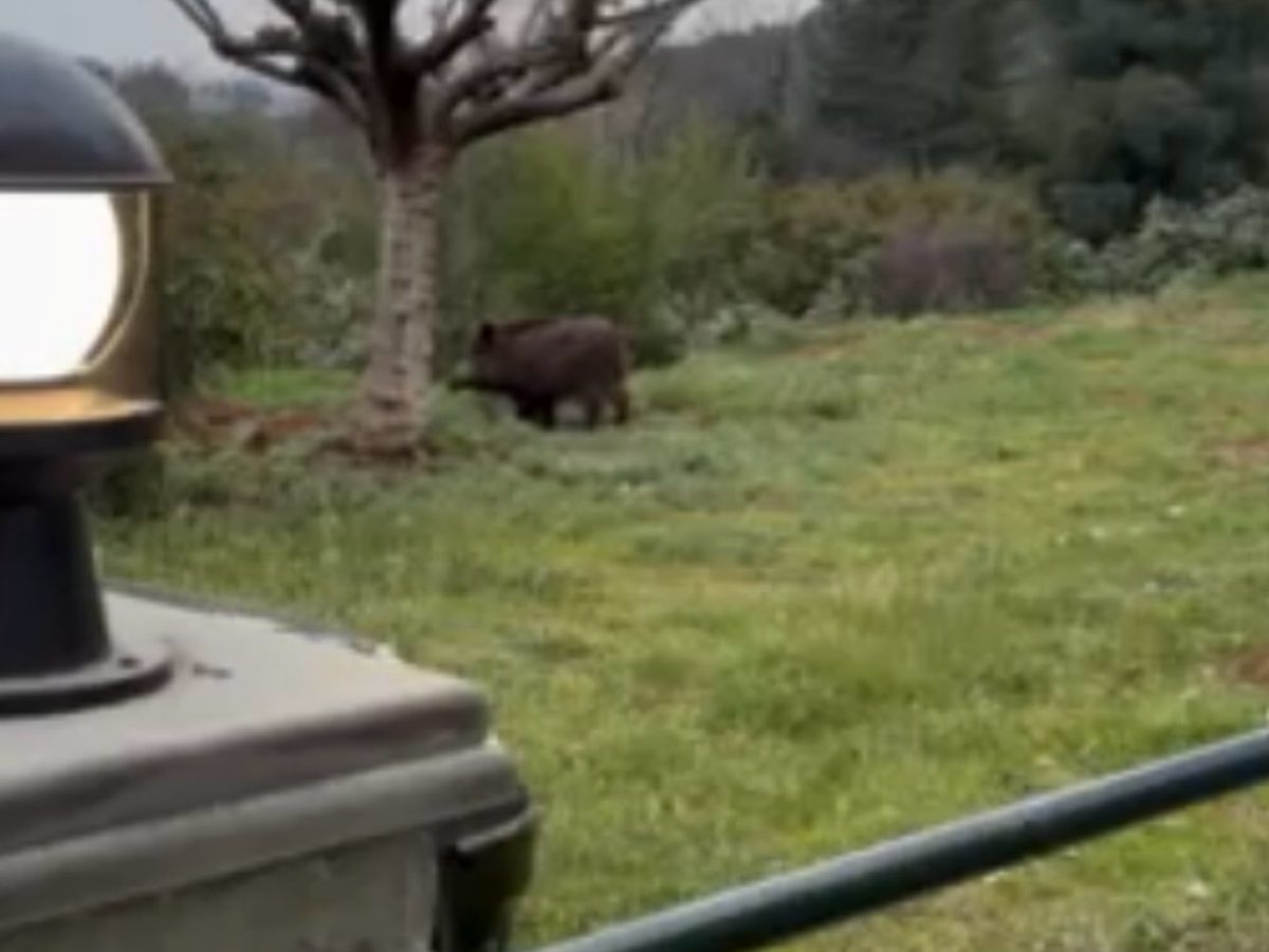 Αγριογούρουνο έφτασε έως την αυλή σπιτιού στην Καλαμπάκα