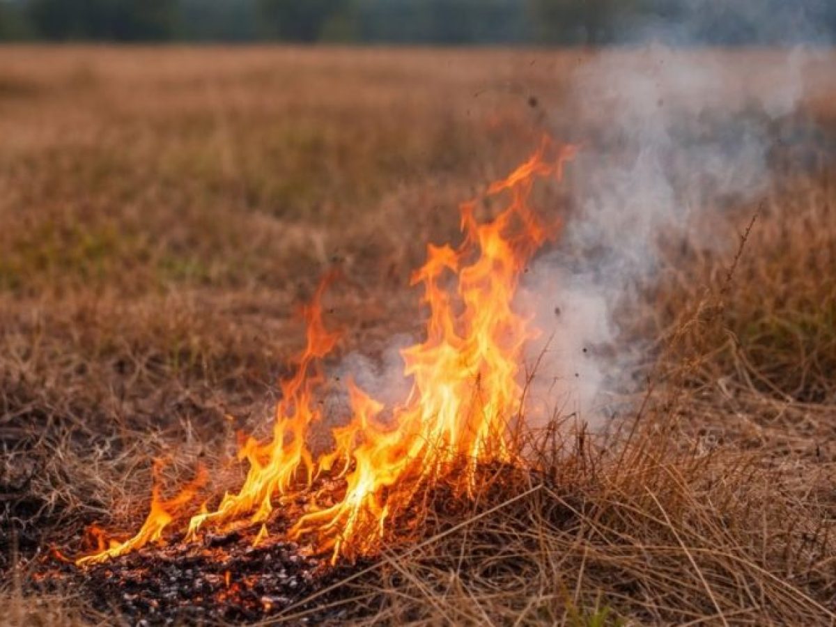 Αγρότης στην Αργολίδα άναψε φωτιά και βρήκε άσχημο μπελά!