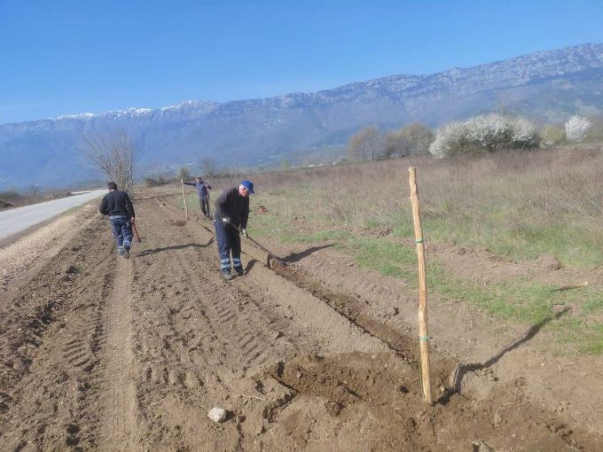 Ακόμη 40 δέντρα από τον Δήμο Τρικκαίων στο Διαλεχτό