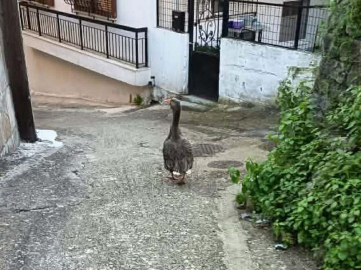 Αμφιλοχία: Αγνοείται χήνα – Έκκληση στους πολίτες για τον εντοπισμό της