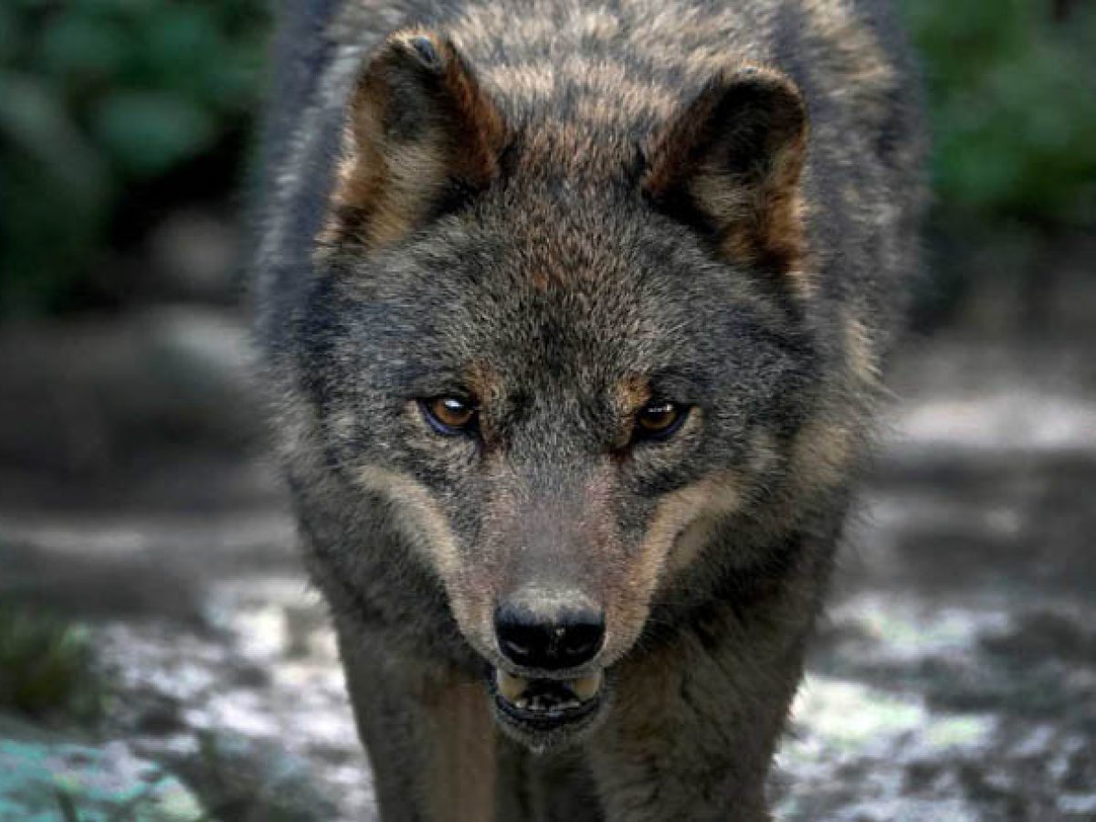 Ανησυχία στους Θρακομακεδόνες για λύκο που κινείται ανάμεσα στα σπίτια