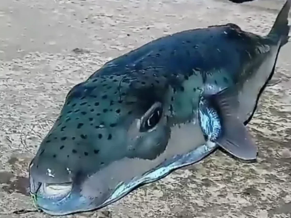 Ανησυχία των ψαράδων της Ικαρίας για την εξάπλωση του λαγοκέφαλου