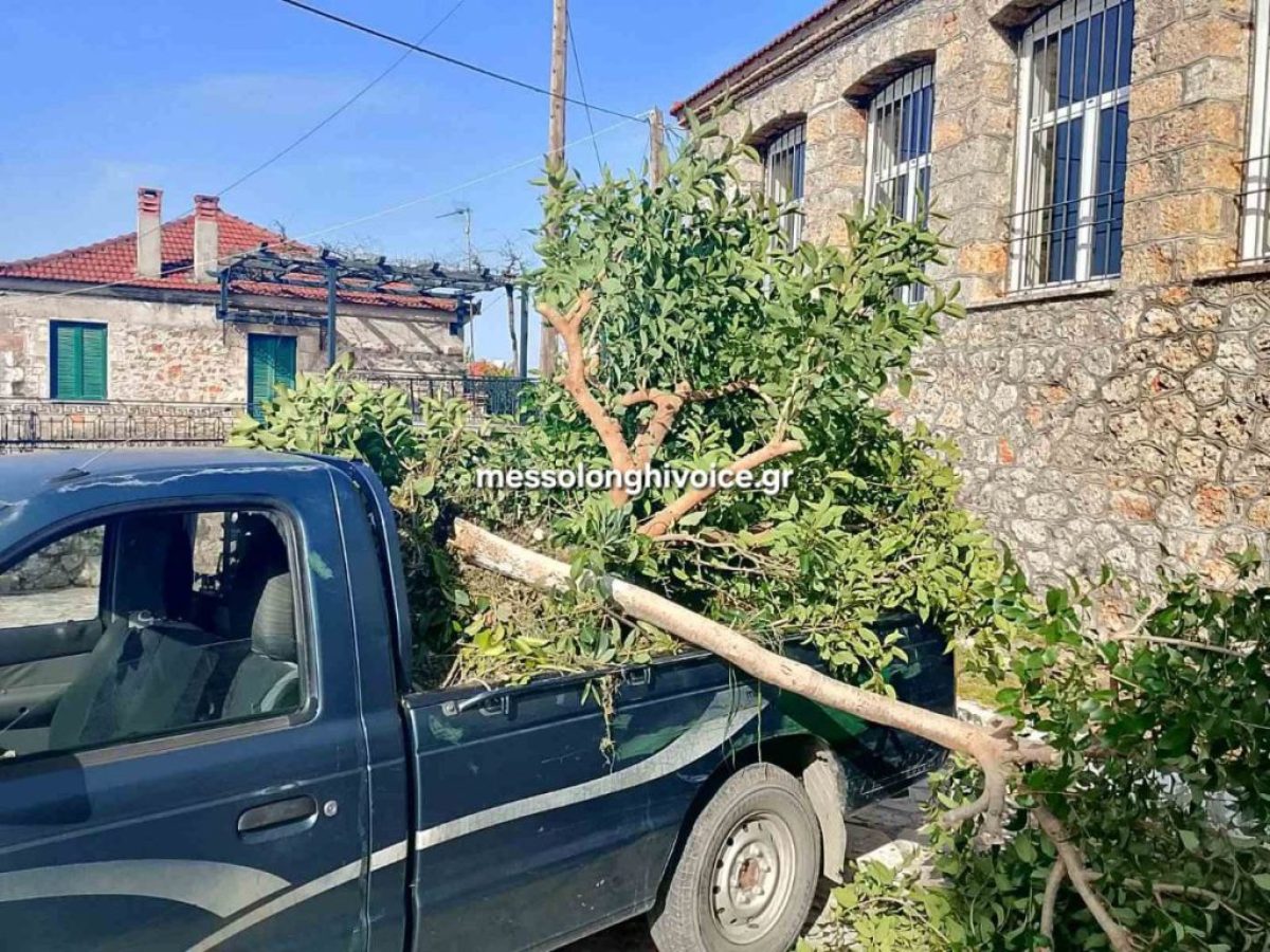 Αντιδράσεις στη Πεντάλοφο Μεσολογγίου για κοπή δέντρων στο αγροτικό ιατρείο