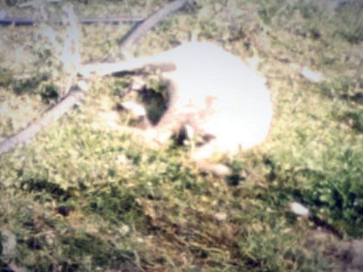 Αθώος για τον πυροβολισμό του σκύλου ο κτηνοτρόφος από την Αγ.Παρασκευή