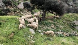 &Alpha;morgos-&Alpha;fieroma-sto-Dairy-News