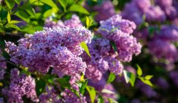 10-ellinika-paschalina-ethima-pou