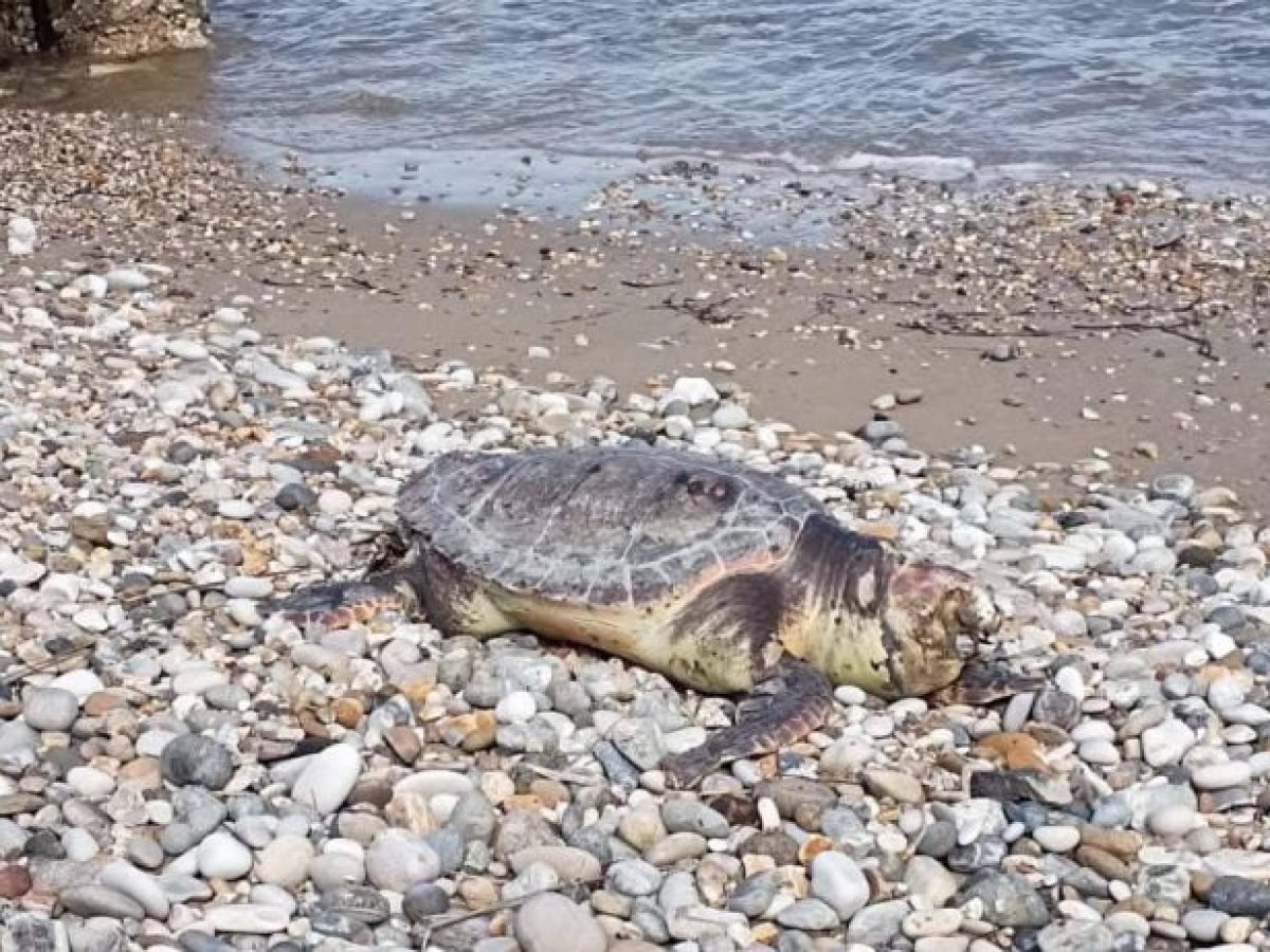 17 νεκρές θαλάσσιες χελώνες στον Δήμο Βόρειας Κέρκυρας από την αρχή του χρόνου