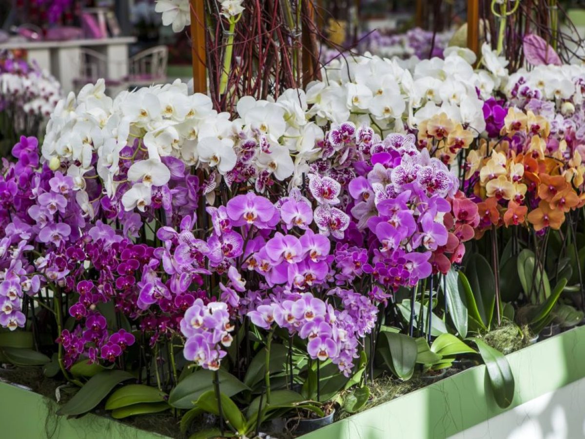 38η Ανθοκομική Έκθεση Καλαμαριάς | Ακτή Αρετσού