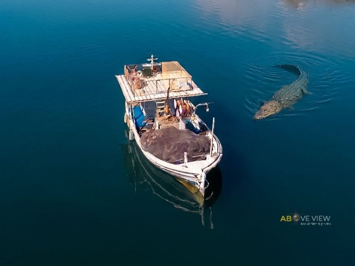 «Above view»: Κροκόδειλοι στη Λίμνη Τριχωνίδα;