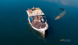 Above-view-krokodili-sti-limni