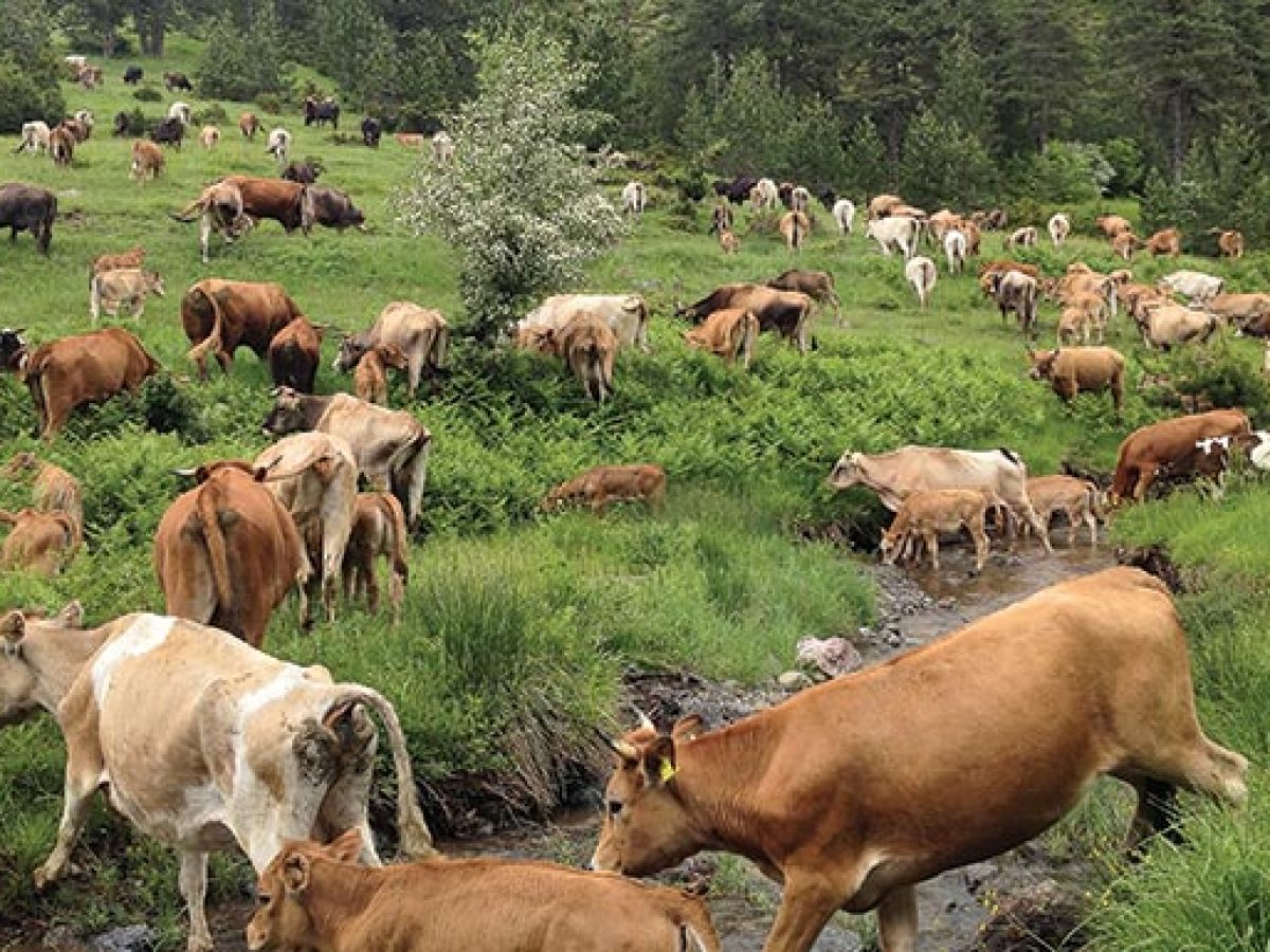 Aιφνίδιος έλεγχος του ΟΠΕΚΕΠΕ σε κτηνοτροφικές εγκαταστάσεις στη Ζάκυνθο