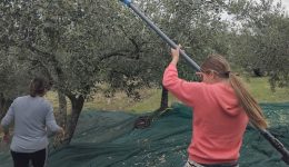 Ancestors-ena-fotografiko-ergo-gia