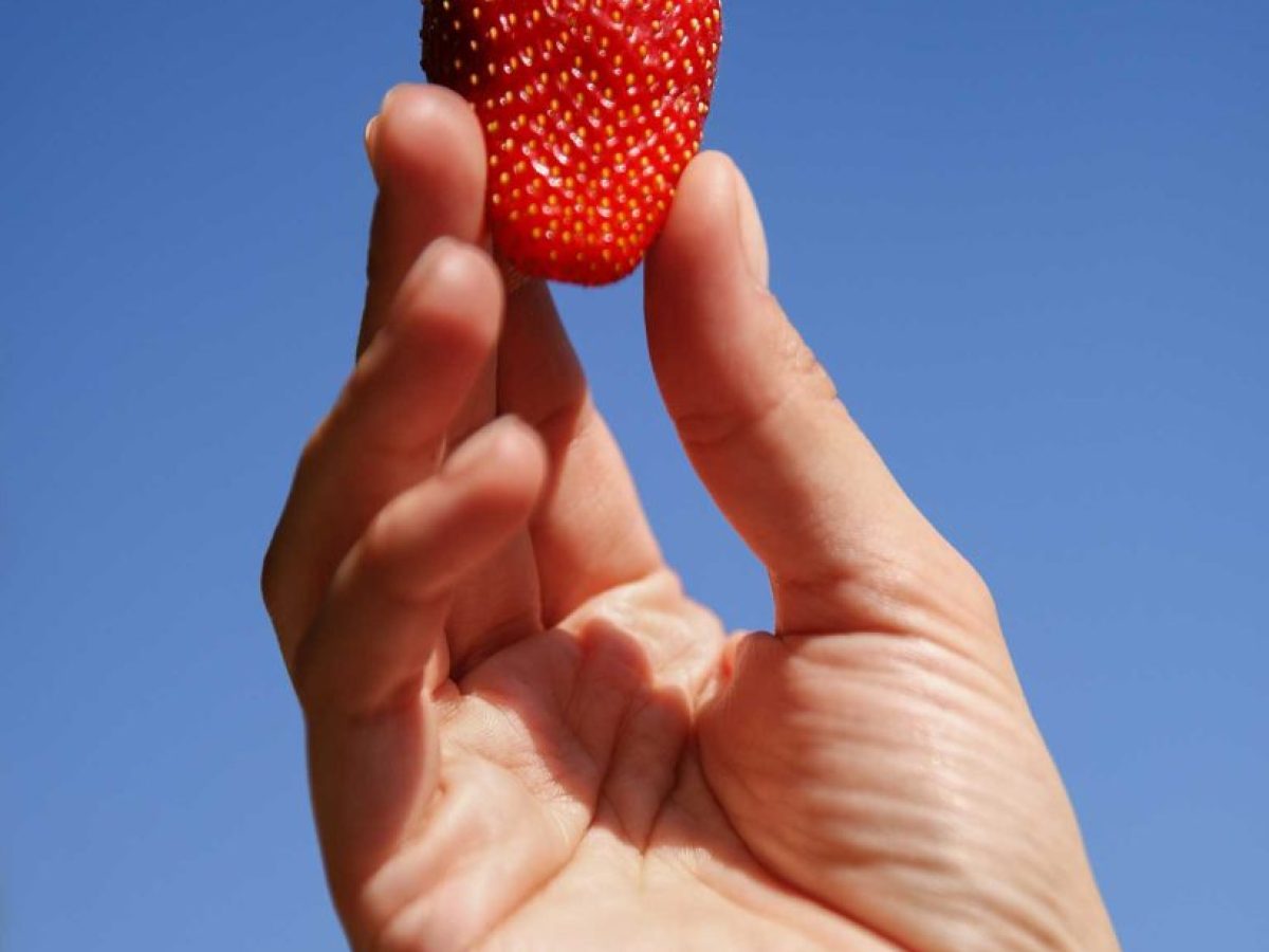 Hλεία: Οι βιολογικές φράουλες του Σπύρου Βυθούλκα είναι η επιτομή της φράουλας