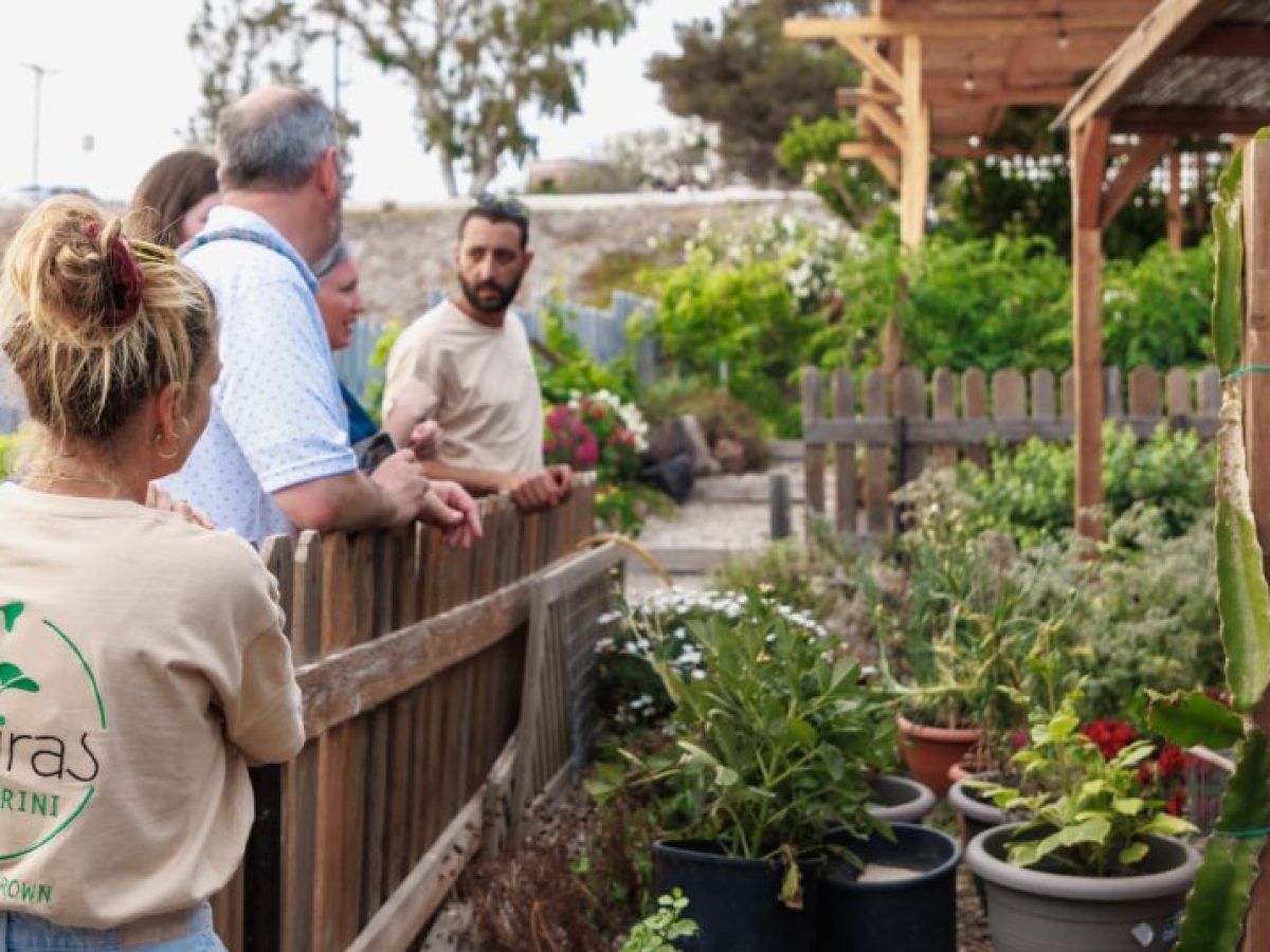 Kissiras Santorini Microgreens: Η “κρυφή” έμπνευση των σεφ