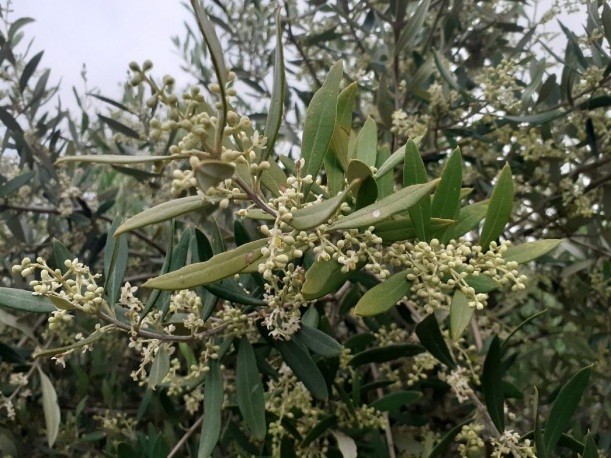 Kρήτη: Επισπεύδεται ο διαγωνισμός για τη δακοκτονία – Αγωνιστική προσπάθεια για έγκαιρη προμήθεια φαρμάκων και αύξηση ποσοτήτων για τρία χρόνια