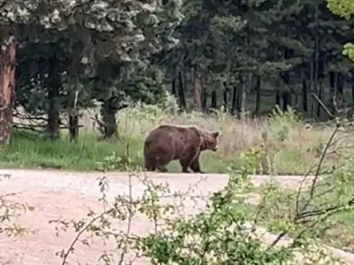 Mεγάλη καφέ αρκούδα σε δάσος στην Πτολεμαΐδα 