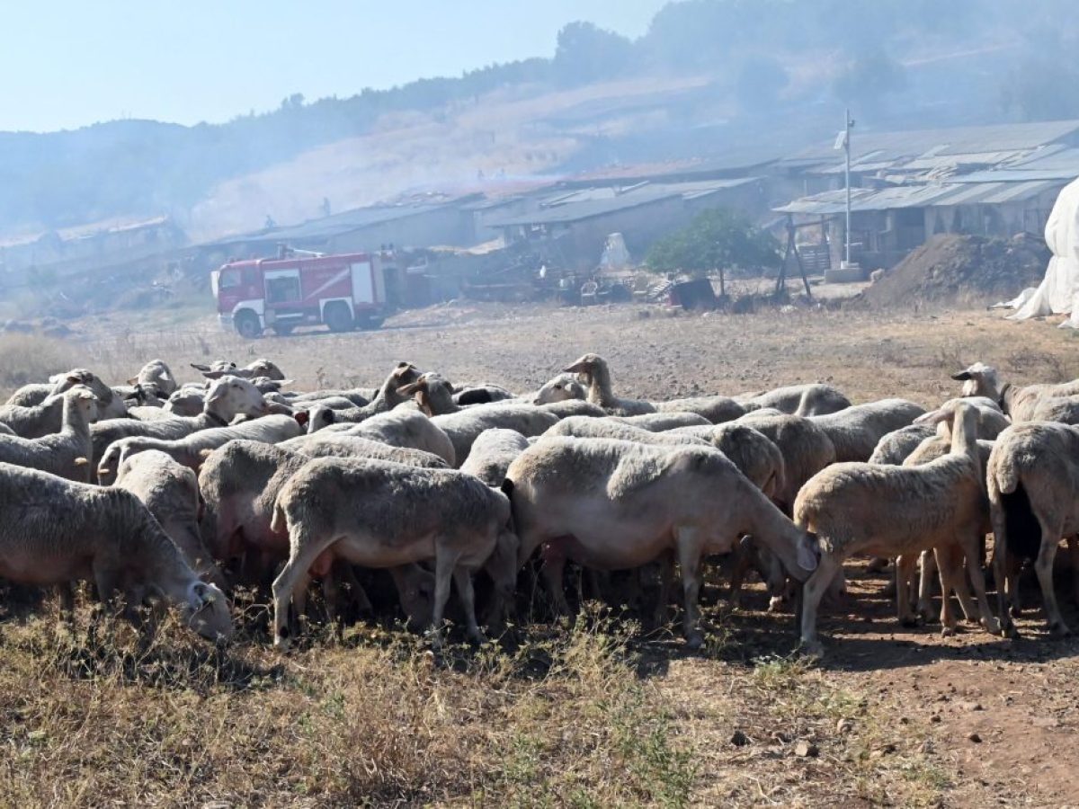 Nέα κρούσματα Ευλογιάς σε Πρέβεζα, Ευρυτανία και Ιθάκη