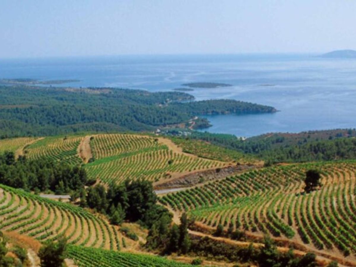 Porto Carras Athlos: Η μεγάλη διοργάνωση για την ισορροπία σώματος και πνεύματος για πρώτη φορά στη Βόρεια Ελλάδα