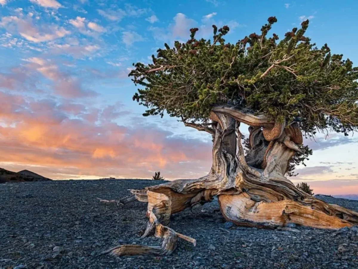 Prometheus: Το αρχαίο δέντρο 4.862 ετών που κόπηκε και άλλαξε την επιστήμη