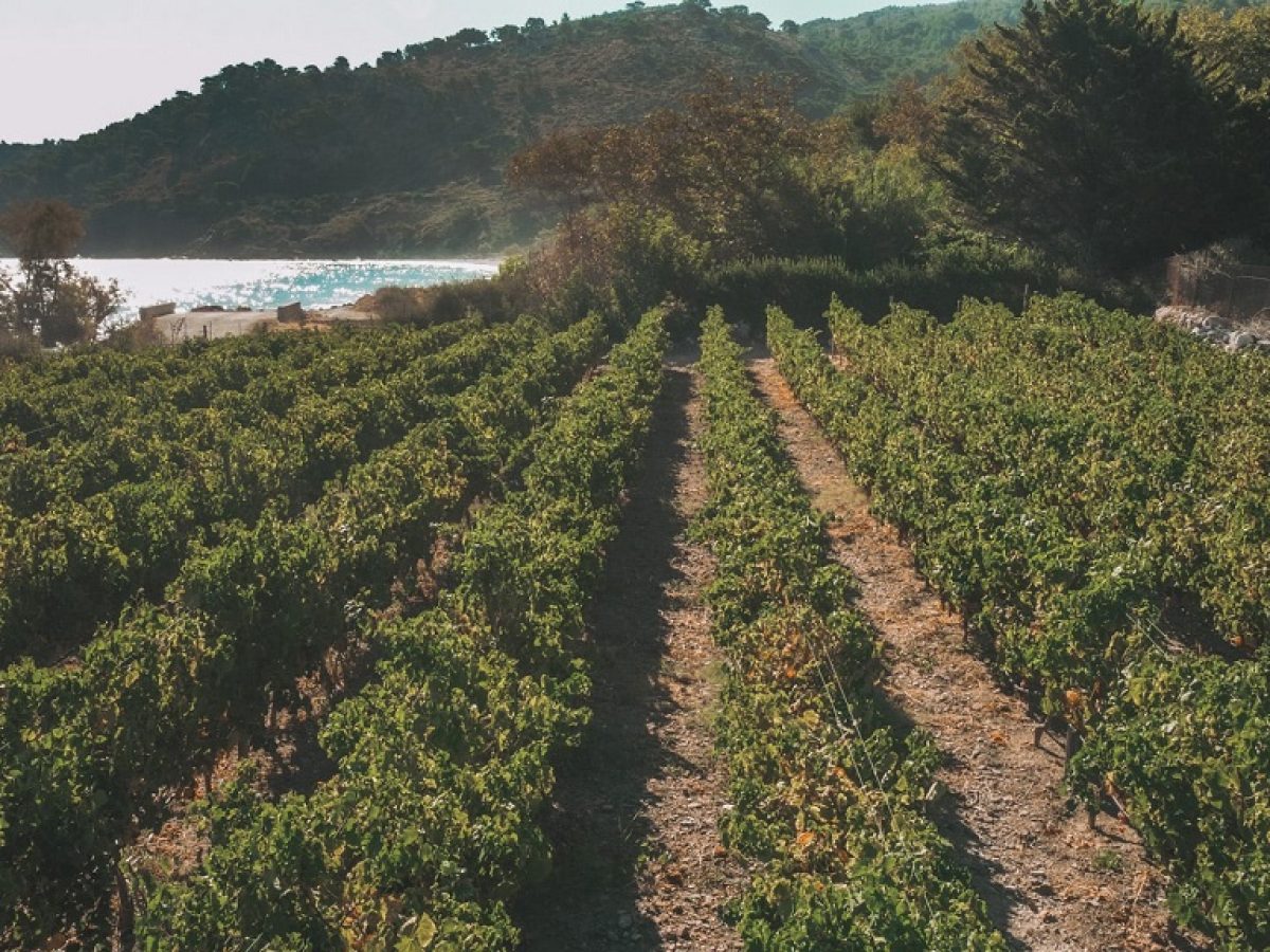 To μέλλον του Χιακού αμπελώνα- ποικιλίες και καλλιέργειες, του Κώστα Προμπονά