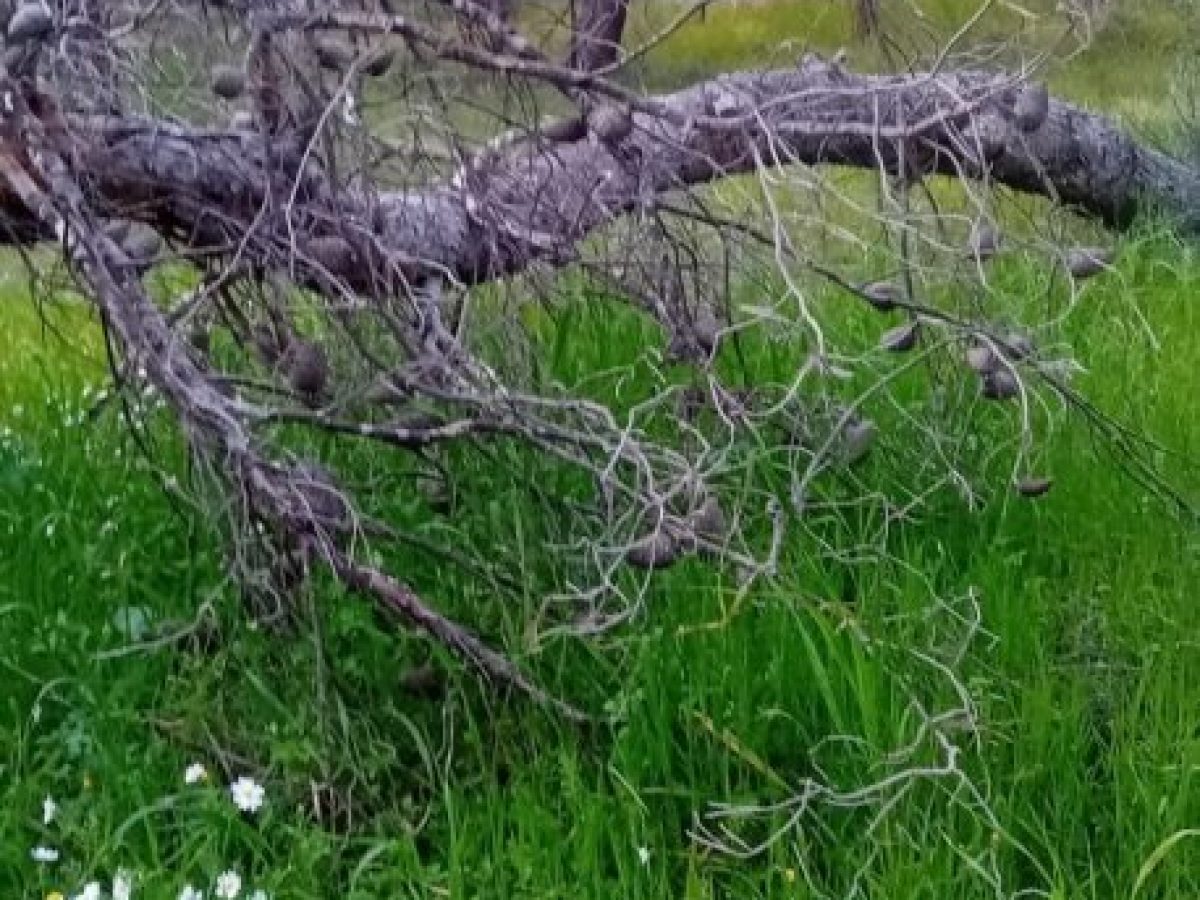 Αυτή είναι η Κατάντια της Κηφισιάς που συχνά περιγράφεται ως μια «Πόλη του Μέλλοντος»!