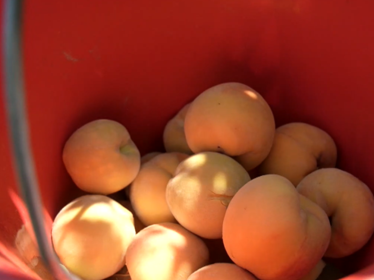 Αυξημένη συγκριτικά με πέρσι η παραγωγή συμπύρηνου ροδάκινου σε Ημαθία και Πέλλα