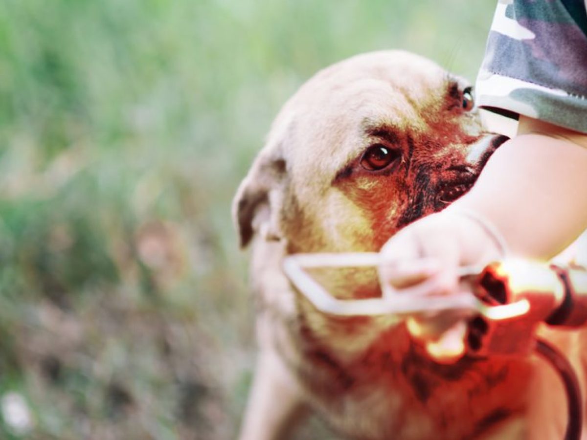 Χανιά: Με βαριά τραύματα 4χρονος μετά από δάγκωμα σκύλου