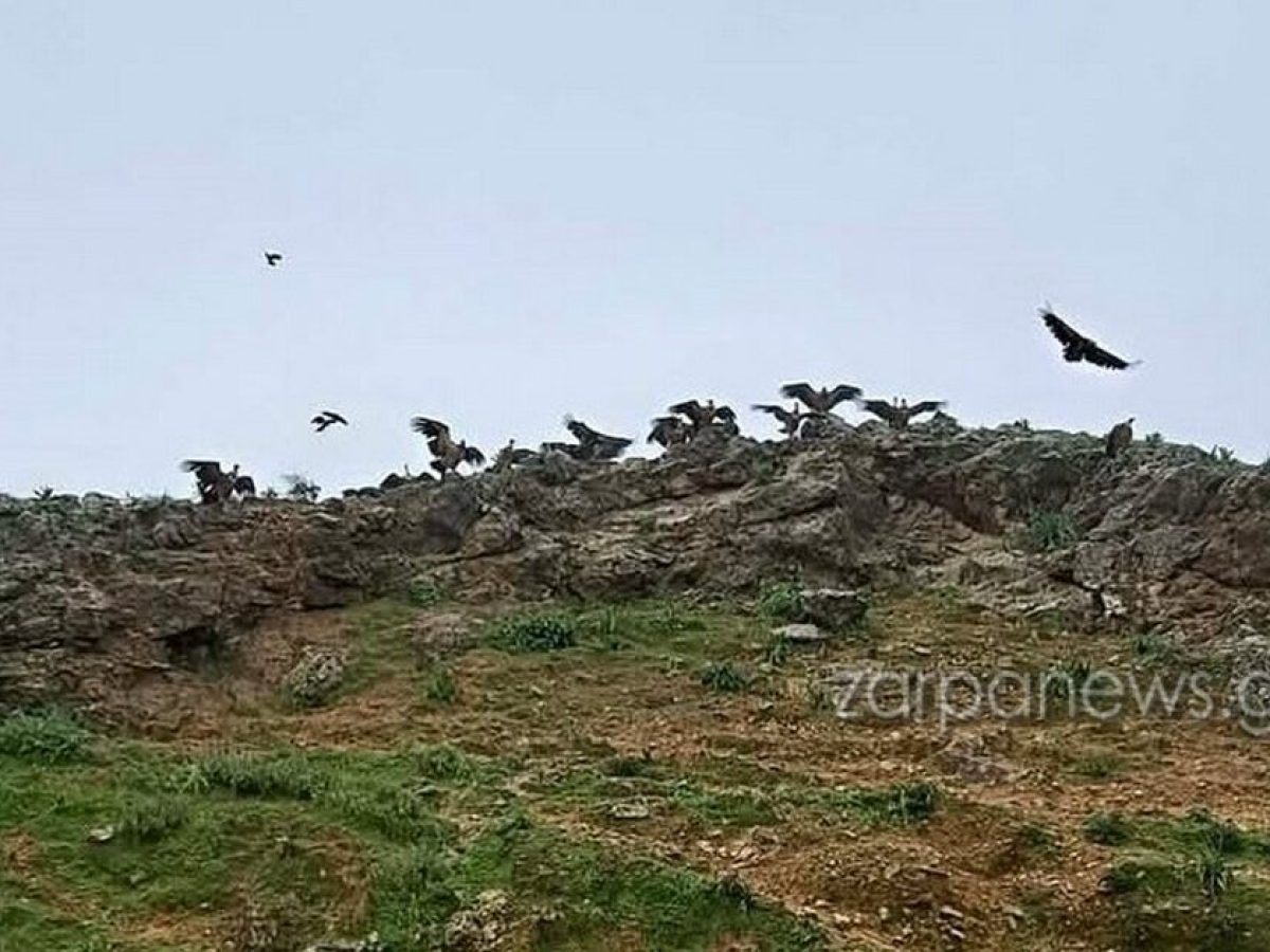 Χανιά | Μοναδικό θέαμα στα Κεραμειά – Δεκάδες γύπες ξεκουράζονται σε βράχο, με ανοιχτά φτερά | Video
