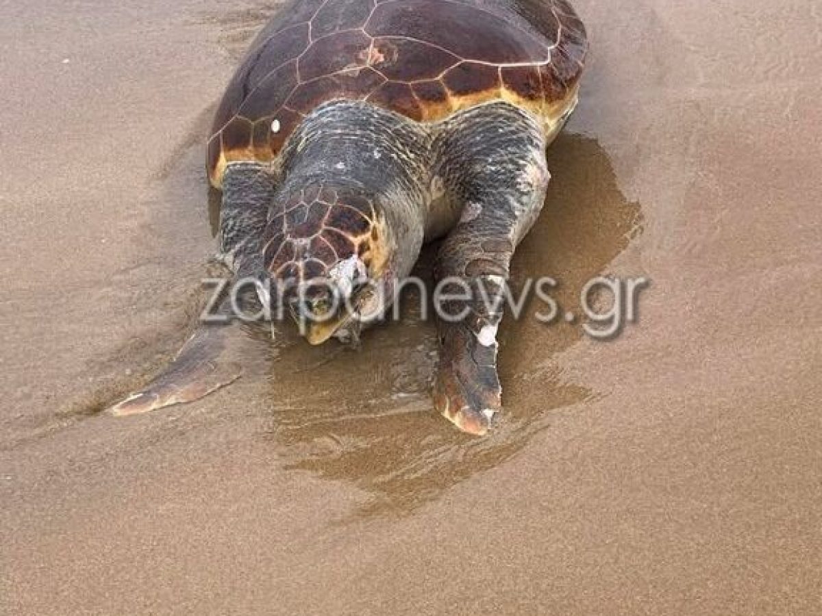 Χανιά | Νεκρή χελώνα Caretta caretta στην παραλία των Αγίων Αποστόλων | Video