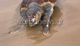 chania-nekri-chelona-Caretta