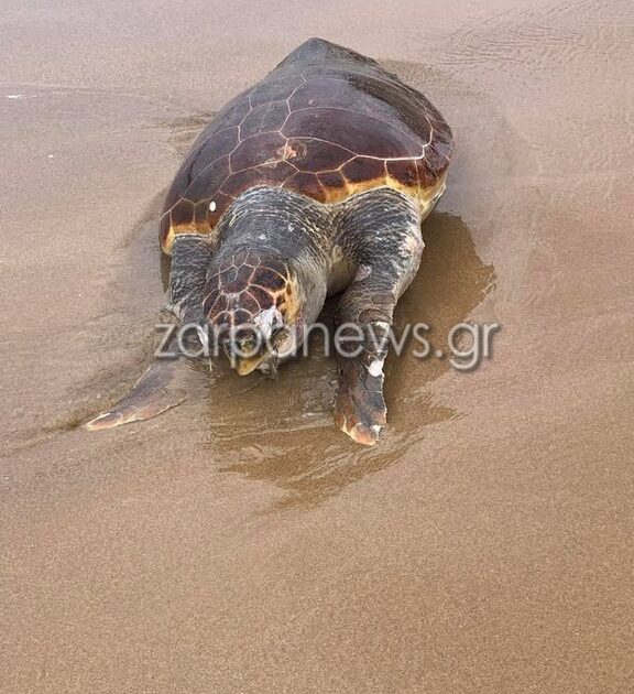 chania-nekri-chelona-Caretta