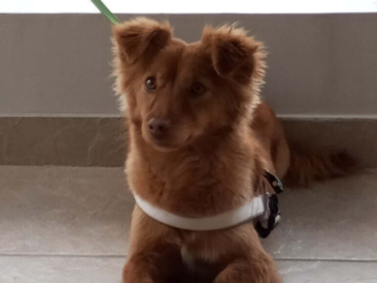 Χάθηκε η Λούση στην περιοχή του πάρκου Αγρινίου