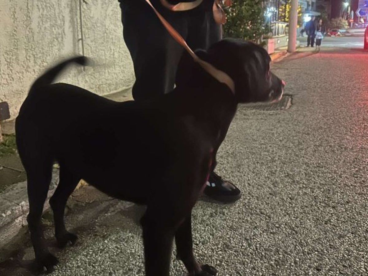 Χάθηκε σκύλος στο Πικέρμι