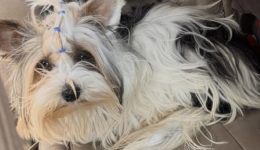 chathike-stin-galini-Αrtemidos-didete-1