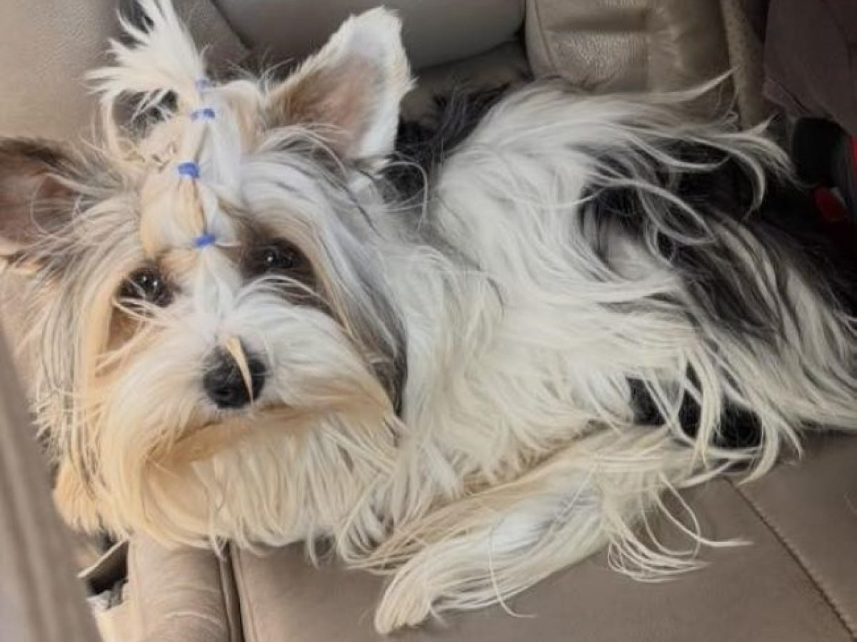 Χάθηκε στην Γαλήνη Αρτέμιδος- Δίδεται αμοιβή