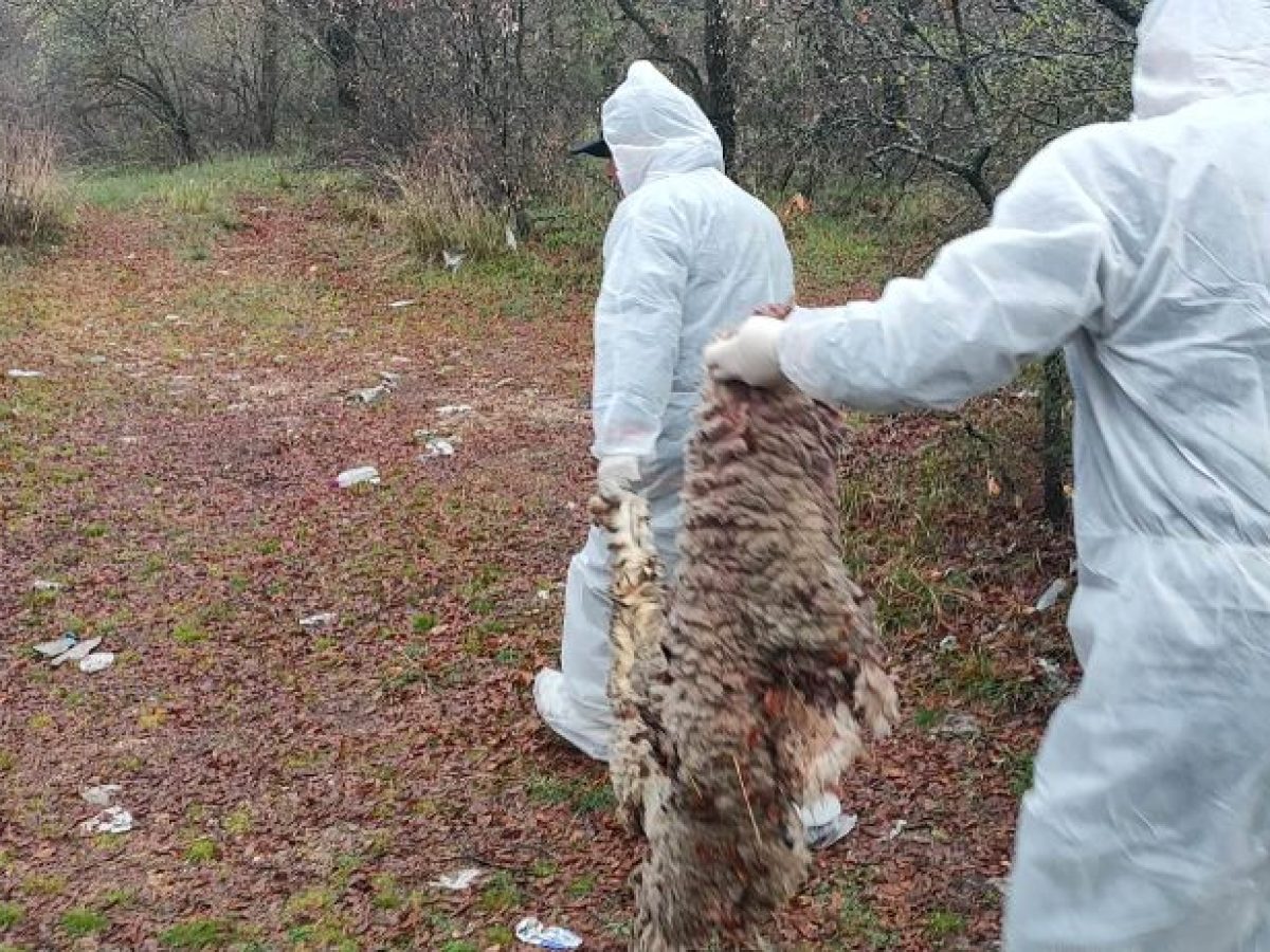 Χωρίς ενδείξεις ευλογιάς τα νεκρά πρόβατα που βρέθηκαν στην Κοζάνη – Πιθανή παράνομη σφαγή