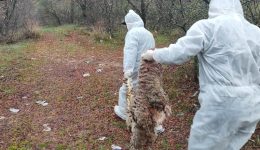 choris-endixis-evlogias-ta-nekra