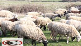 choris-krousma-evlogias-i-thessalia-1