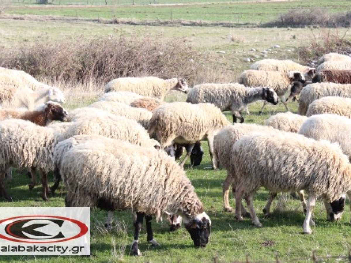 Χωρίς κρούσμα ευλογιάς η Θεσσαλία το τελευταίο εικοσαήμερο – Tα στοιχεία του ΥπΑΑΤ