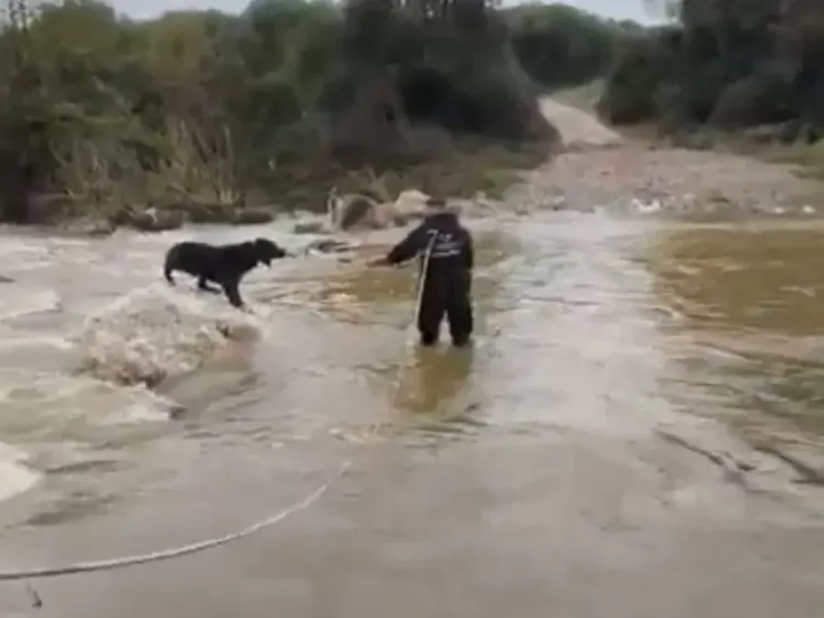 Διάσωση δύο τσομπανόσκυλων από τον Ολύνθιο ποταμό (ΒΙΝΤΕΟ)