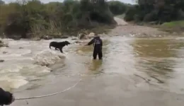 diasosi-dio-tsompanoskilon-apo-ton