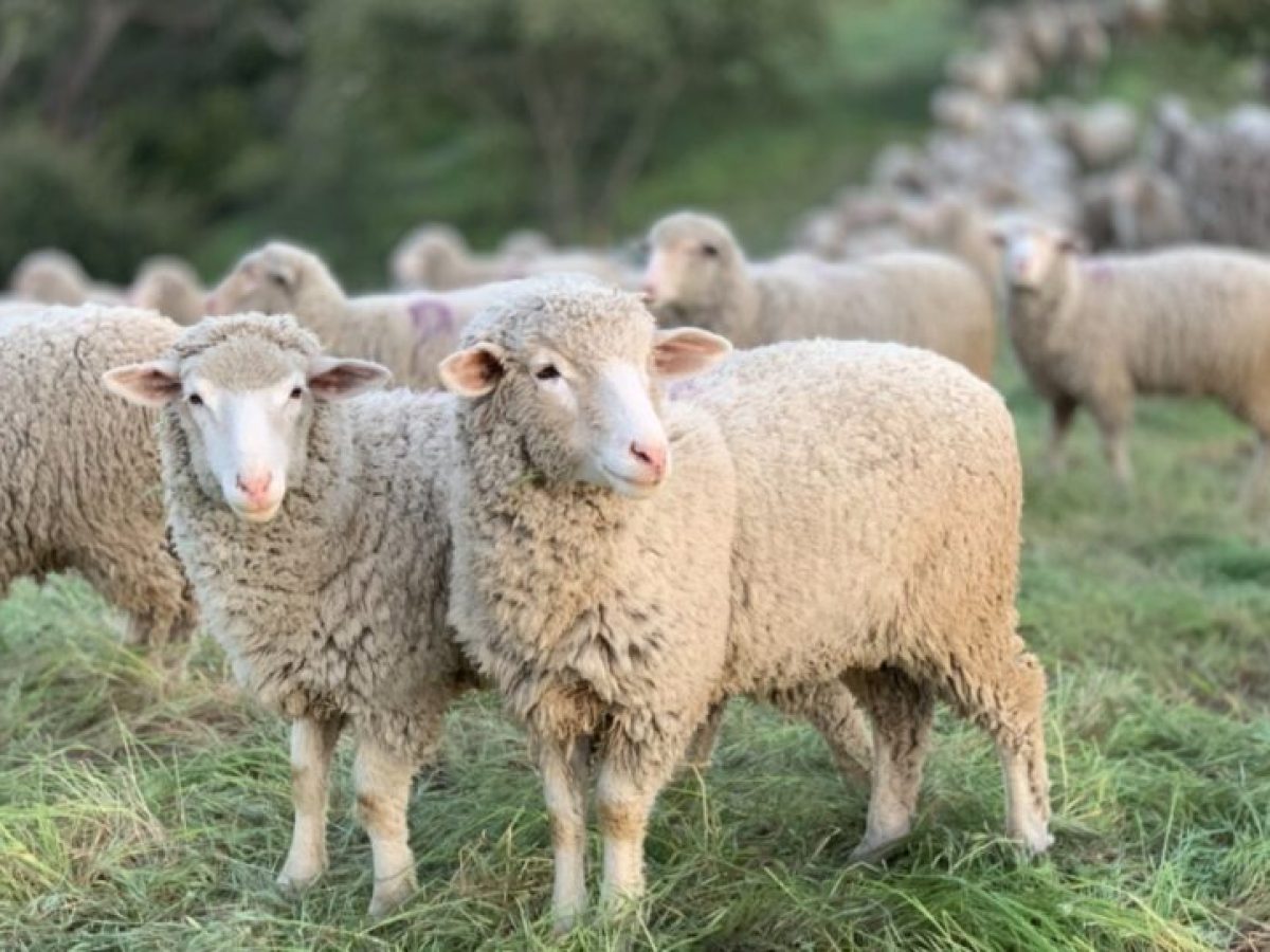 Διεύρυνση αποζημιώσεων για ευλογιά και αφθώδη πυρετό σε όλες τις Περιφέρειες