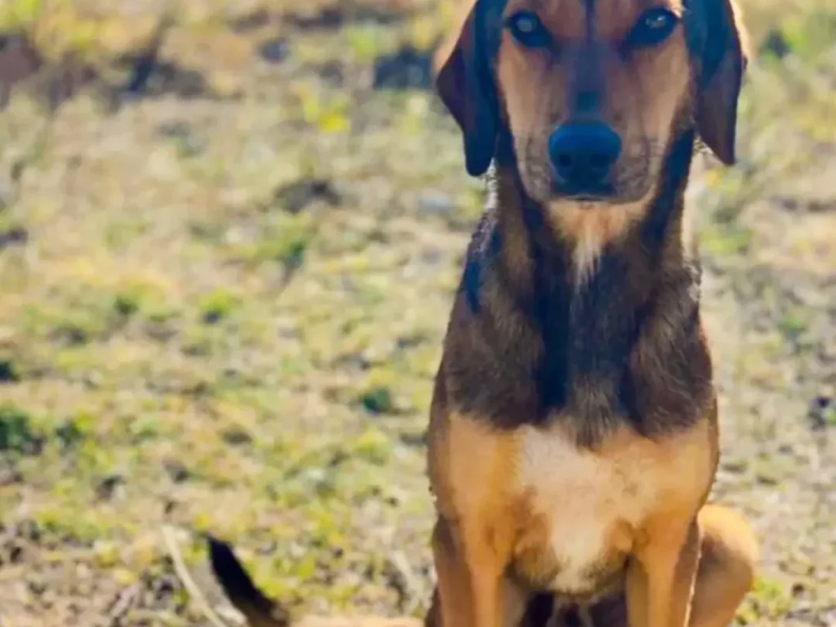 Δήμος Πολυγύρου: «Ο μηδενισμός της προσπάθειας στη διαχείριση των αδέσποτων ζώων δεν εξυπηρετεί κανέναν»!